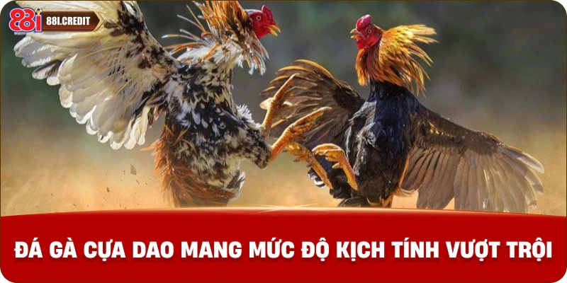 Đá gà cựa dao mang mức độ kịch tính vượt trội