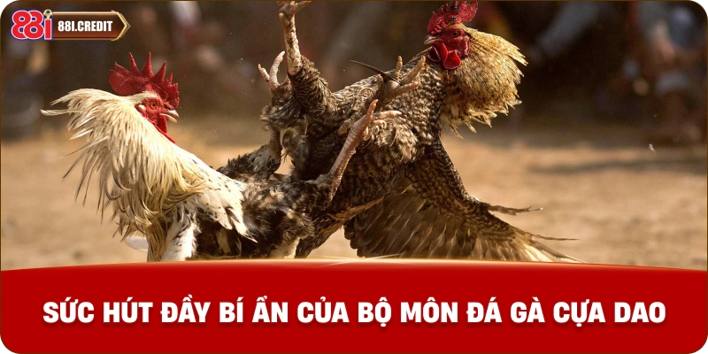 Sức hút đầy bí ẩn của bộ môn đá gà cựa dao